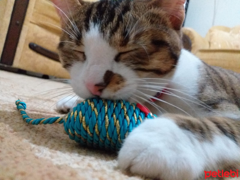Tekir Kedi, Kedi  Mırmır fotoğrafı