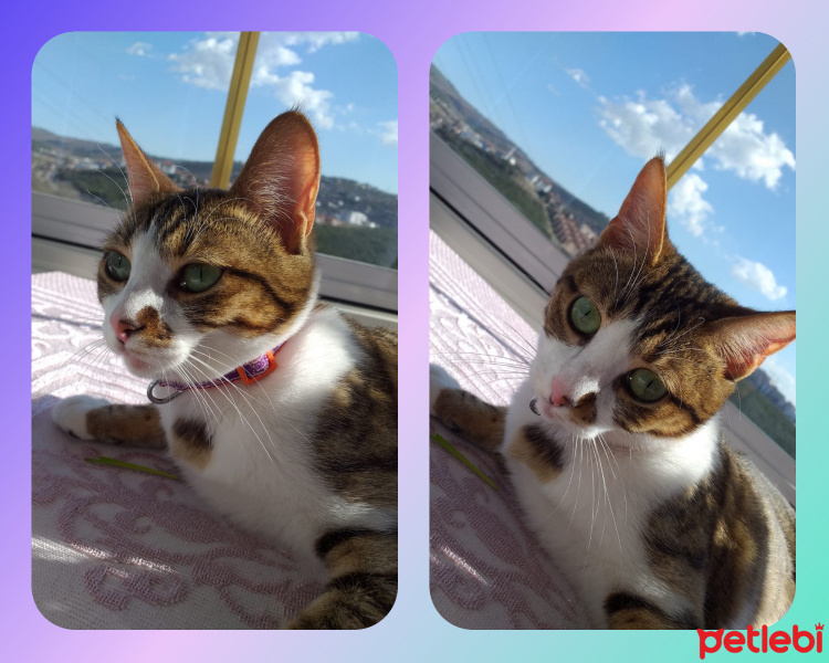 Tekir Kedi, Kedi  Mırmır fotoğrafı