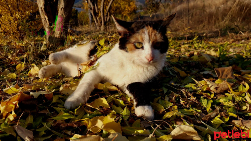 Tekir Kedi, Kedi  Kızçe fotoğrafı