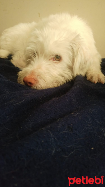 Jack Russell Terrier, Köpek  Bard fotoğrafı