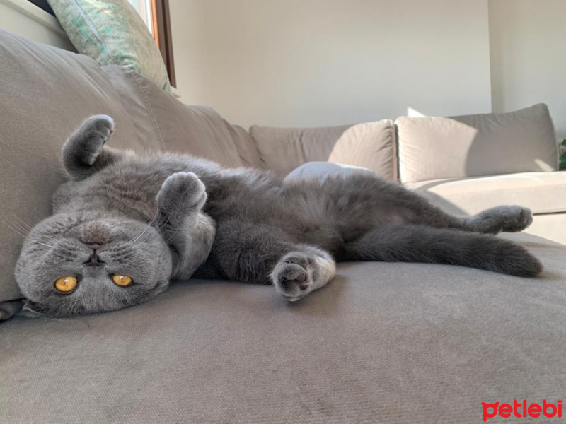 Scottish Fold, Kedi  Hamur fotoğrafı