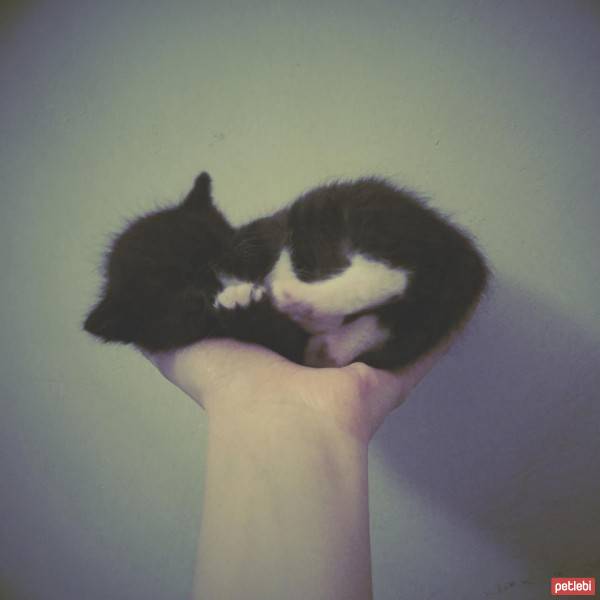 Tekir Kedi, Kedi  Barış fotoğrafı
