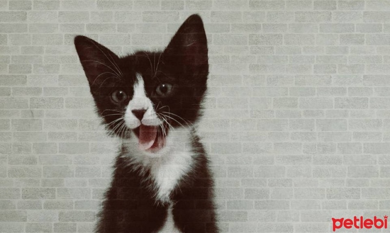 Tekir Kedi, Kedi  Barış fotoğrafı