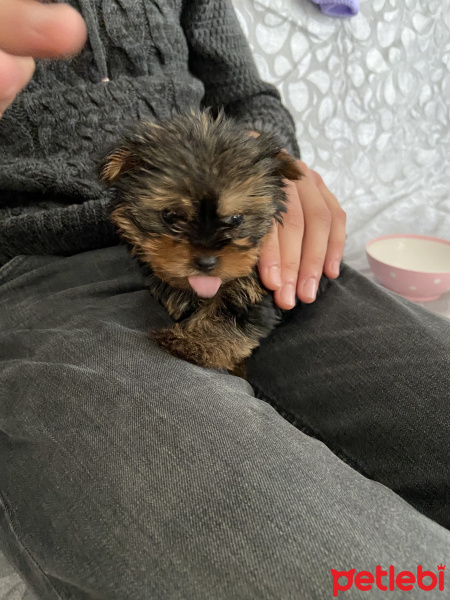 Yorkshire Terrier, Köpek  Paris fotoğrafı