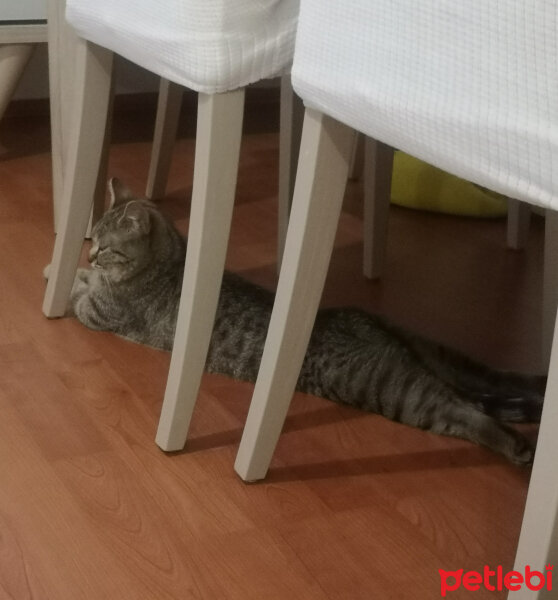 British Shorthair, Kedi  Tina fotoğrafı