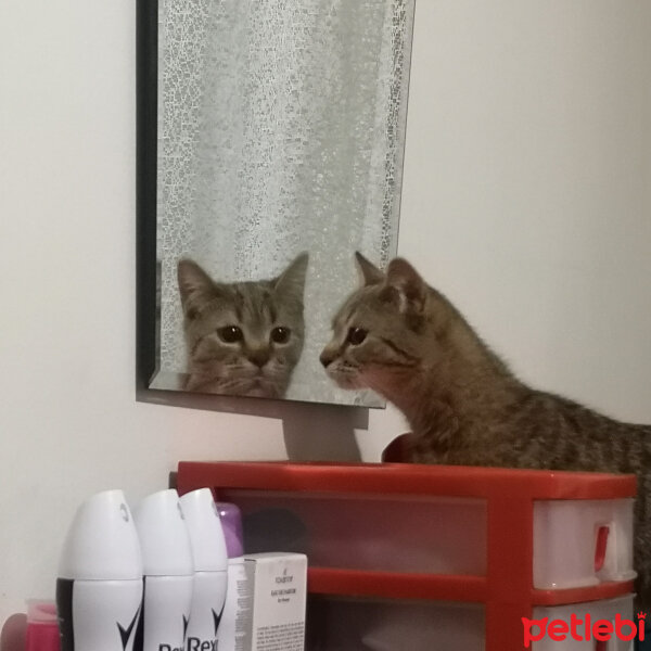 British Shorthair, Kedi  Tina fotoğrafı