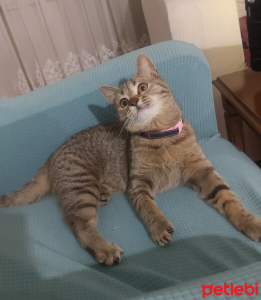 British Shorthair, Kedi  Tina fotoğrafı