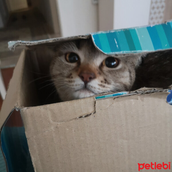 British Shorthair, Kedi  Tina fotoğrafı