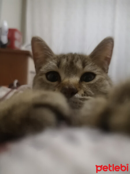 British Shorthair, Kedi  Tina fotoğrafı