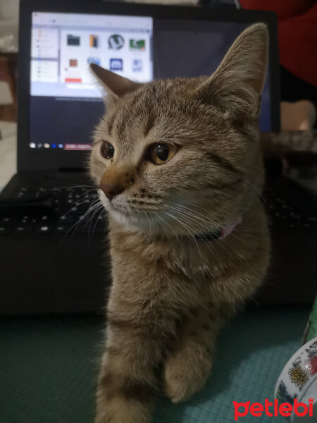 British Shorthair, Kedi  Tina fotoğrafı