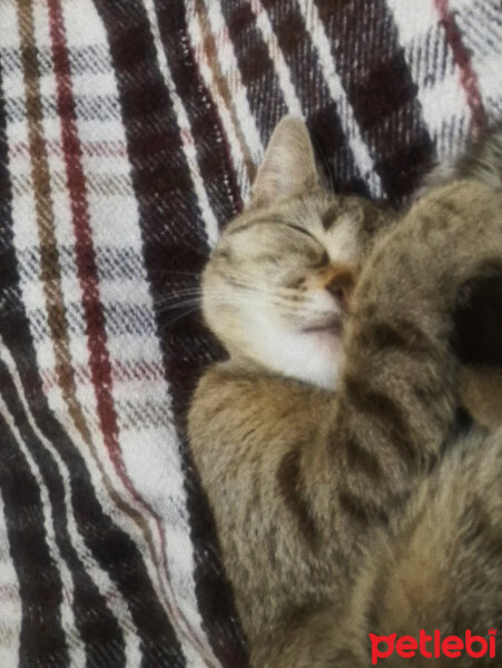 British Shorthair, Kedi  Tina fotoğrafı