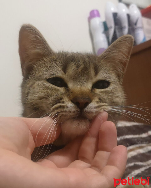 British Shorthair, Kedi  Tina fotoğrafı