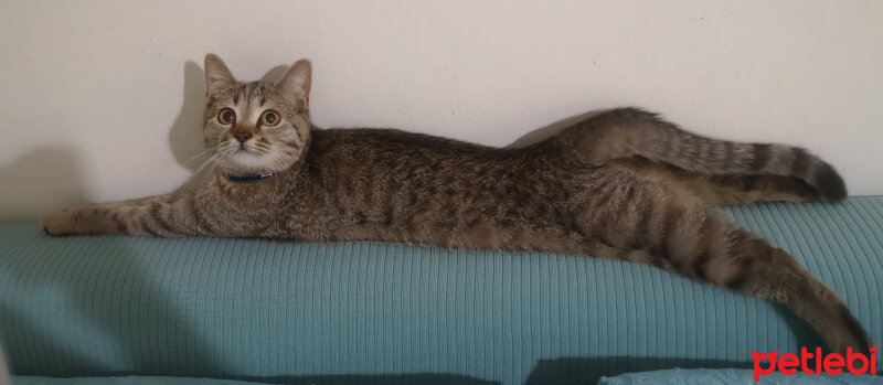 British Shorthair, Kedi  Tina fotoğrafı