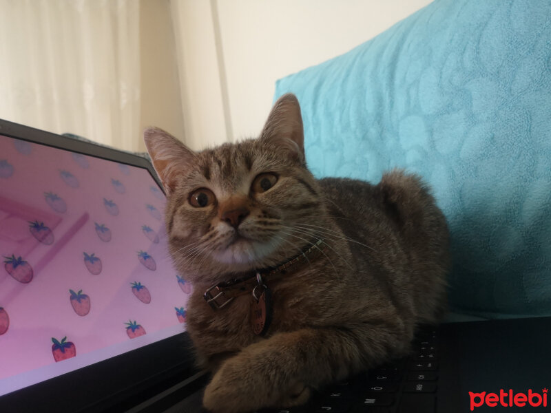 British Shorthair, Kedi  Tina fotoğrafı