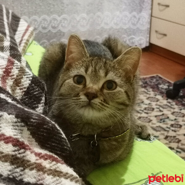 British Shorthair, Kedi  Tina fotoğrafı