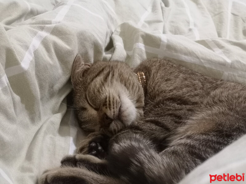 British Shorthair, Kedi  Tina fotoğrafı