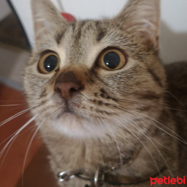 British Shorthair, Kedi  Tina fotoğrafı