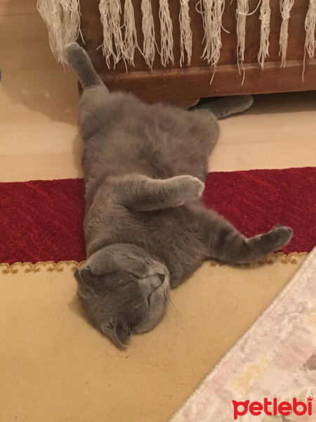 Scottish Fold, Kedi  Bihter fotoğrafı