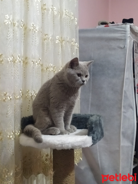 British Shorthair, Kedi  Bonny fotoğrafı