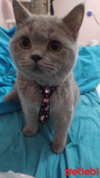 British Shorthair, Kedi  Bonny fotoğrafı