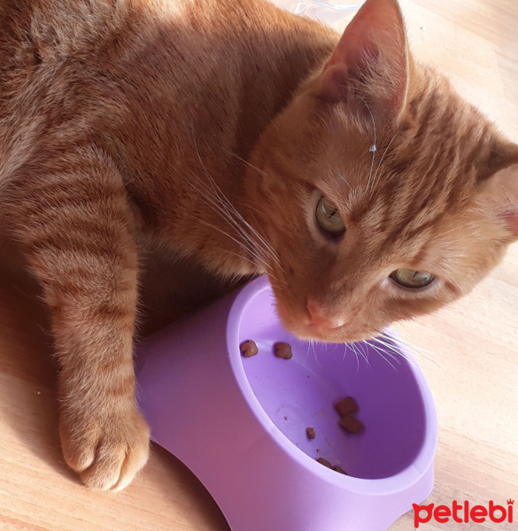 Sarman, Kedi  Mitchell fotoğrafı