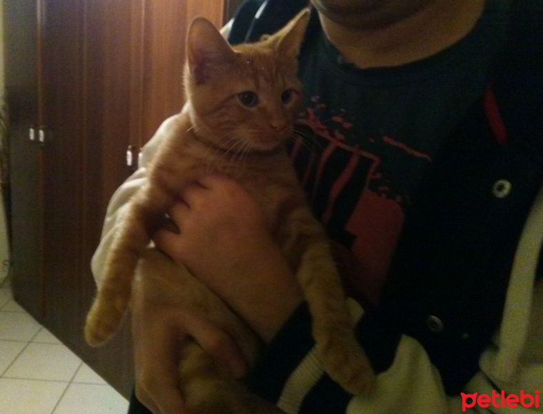 Sarman, Kedi  Mitchell fotoğrafı