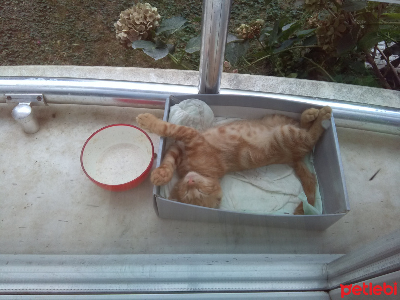 Sarman, Kedi  Mitchell fotoğrafı