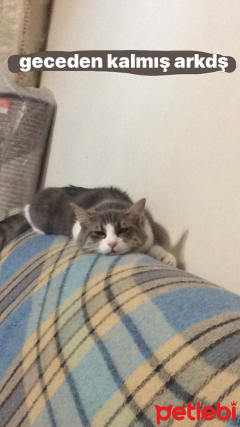 Tekir Kedi, Kedi  binnaz fotoğrafı