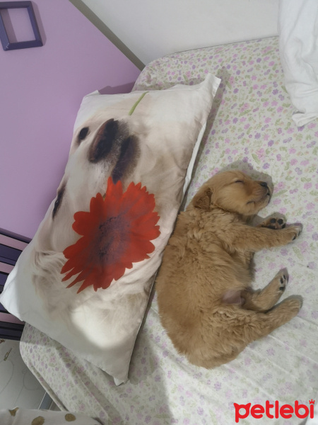 Golden Retriever, Köpek  Simba fotoğrafı