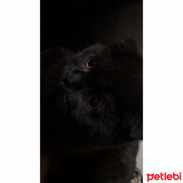 Scottish Fold, Kedi  Gece fotoğrafı