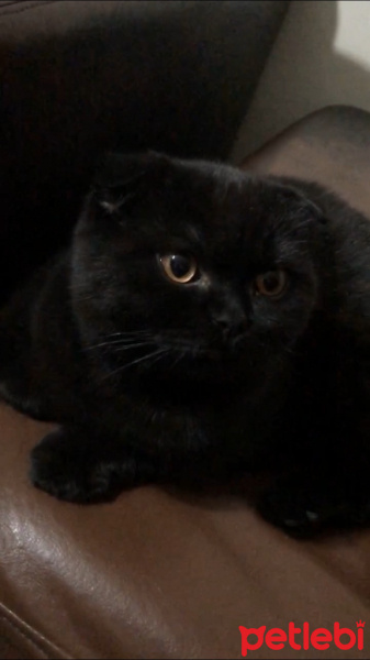 Scottish Fold, Kedi  Gece fotoğrafı