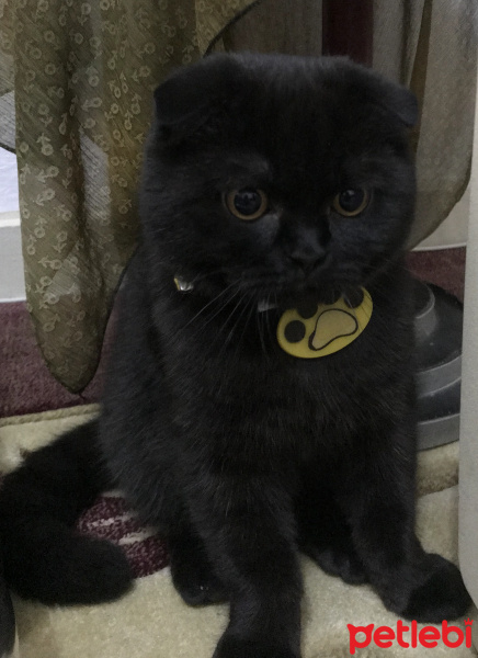 Scottish Fold, Kedi  Gece fotoğrafı