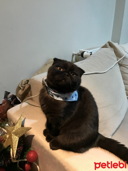 Scottish Fold, Kedi  Gece fotoğrafı