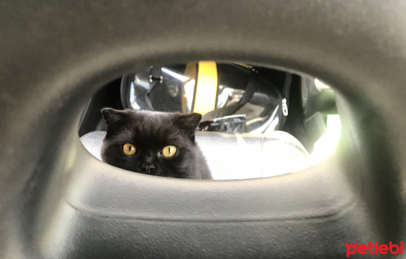Scottish Fold, Kedi  Gece fotoğrafı