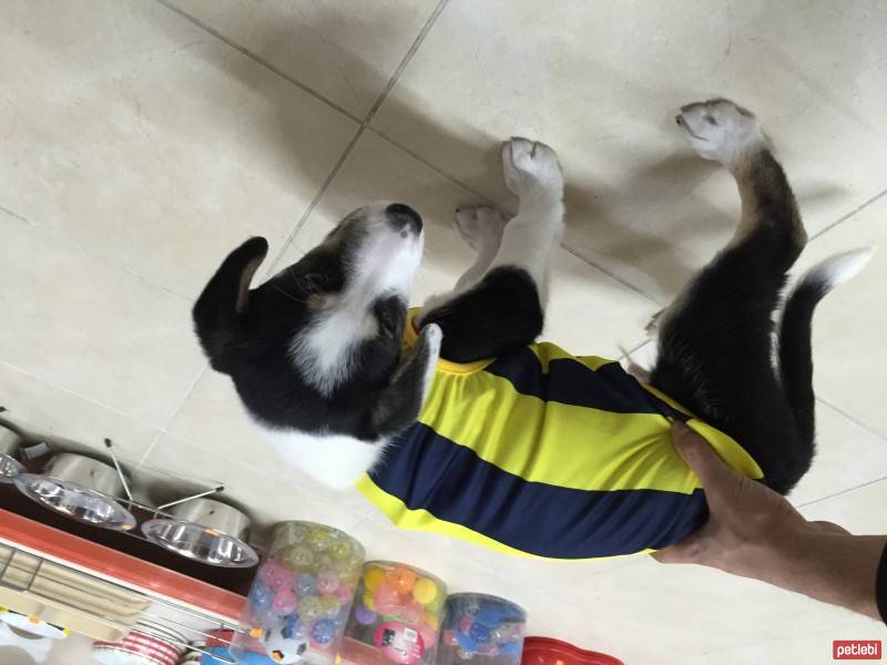 Pointer, Köpek  Chapie fotoğrafı