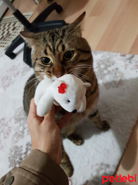 Tekir Kedi, Kedi  Paris fotoğrafı