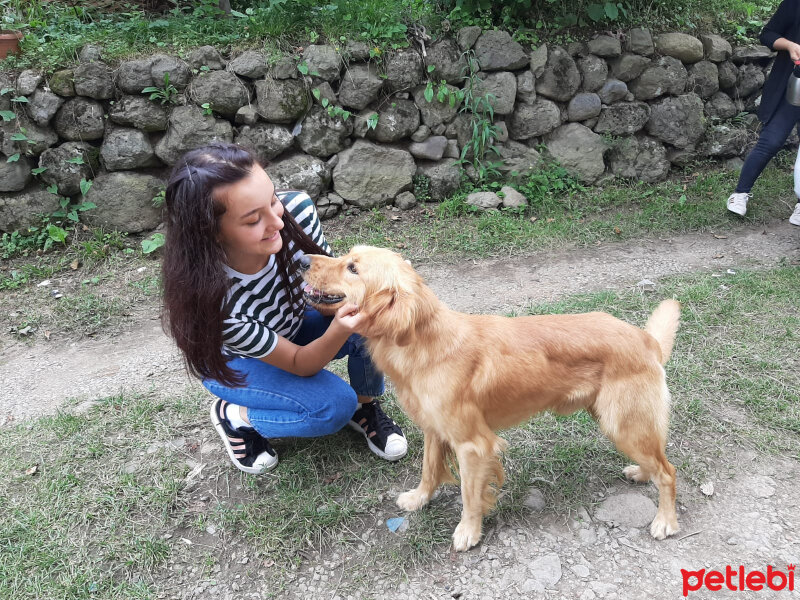 Golden Retriever, Köpek  Max fotoğrafı