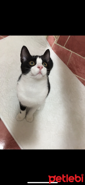 Tuxedo (Smokin) Kedi, Kedi  Findo fotoğrafı