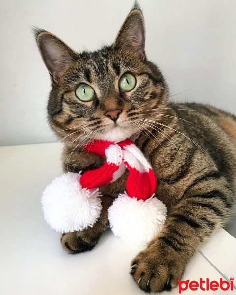 Tekir Kedi, Kedi  Şirin fotoğrafı