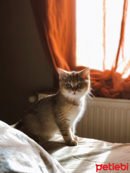 British Shorthair, Kedi  Sherlock fotoğrafı