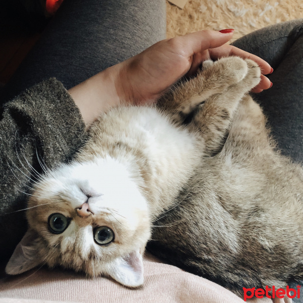 British Shorthair, Kedi  Sherlock fotoğrafı
