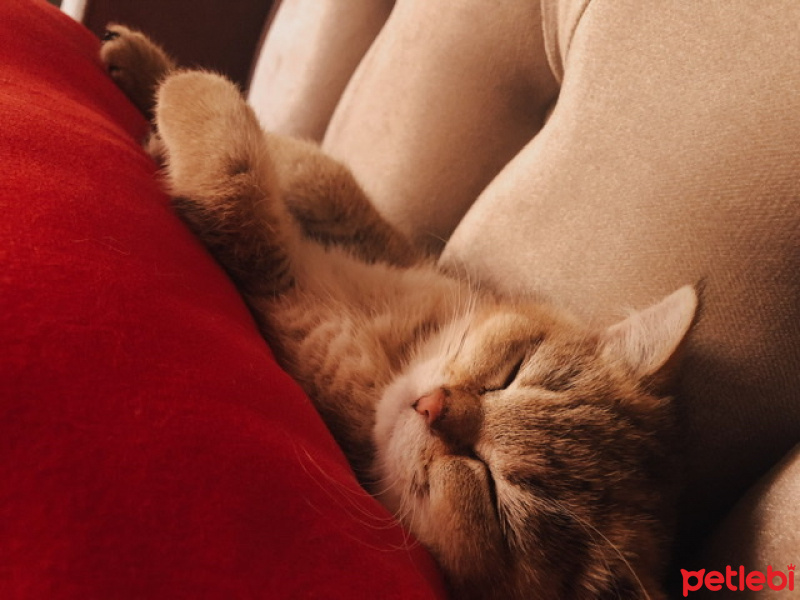 British Shorthair, Kedi  Sherlock fotoğrafı
