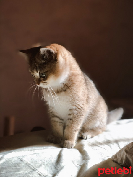 British Shorthair, Kedi  Sherlock fotoğrafı