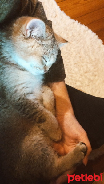 British Shorthair, Kedi  Sherlock fotoğrafı