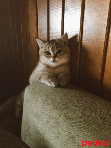 British Shorthair, Kedi  Sherlock fotoğrafı