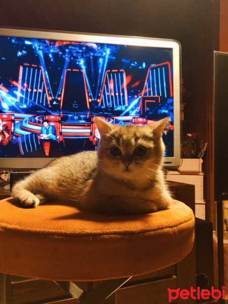 British Shorthair, Kedi  Sherlock fotoğrafı