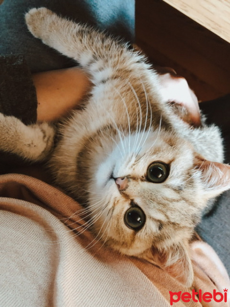 British Shorthair, Kedi  Sherlock fotoğrafı