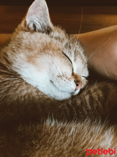 British Shorthair, Kedi  Sherlock fotoğrafı