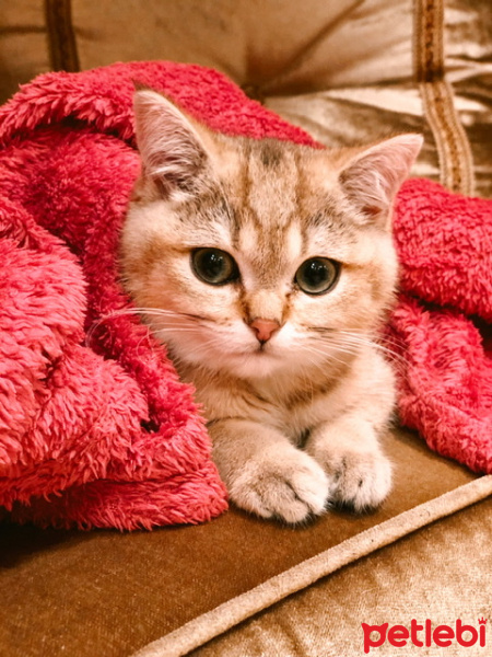 British Shorthair, Kedi  Sherlock fotoğrafı