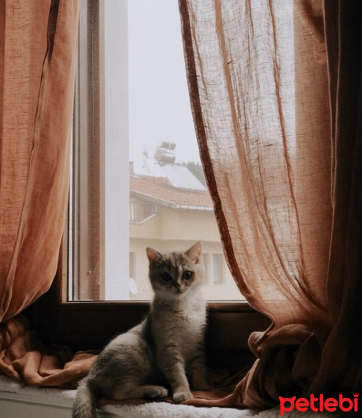British Shorthair, Kedi  Sherlock fotoğrafı